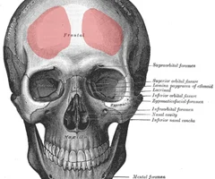 <p>Anterior View</p>