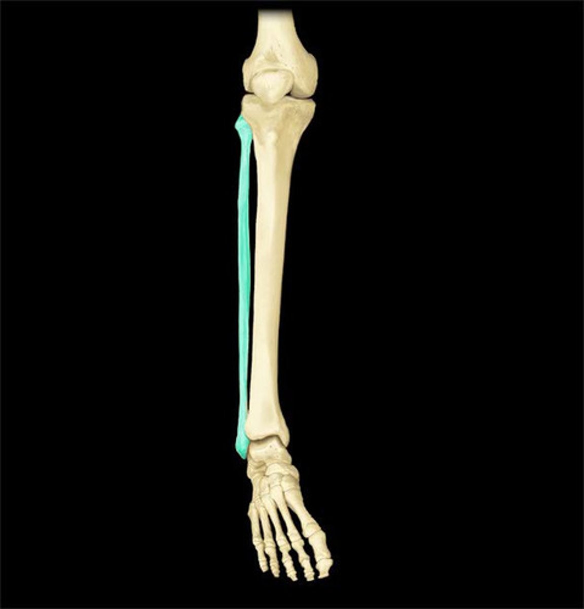 <p>calf bone</p>