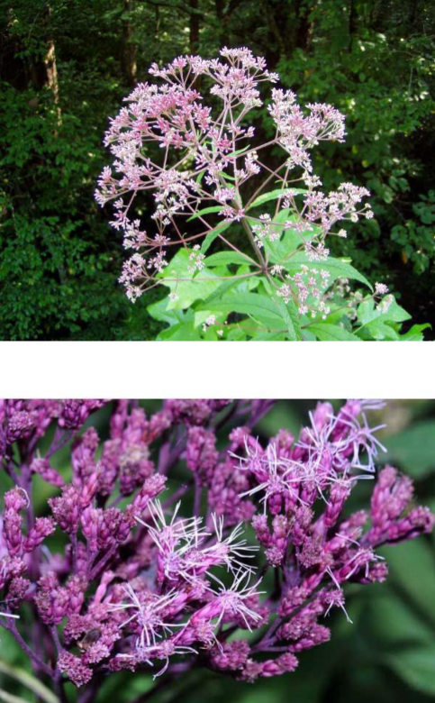 <p>Joe Pye Weed</p><p>Sun</p><p>Cottage garden, meadow</p>