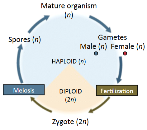 <p>ack a multicellular diploid (2n) stage (algae)</p>