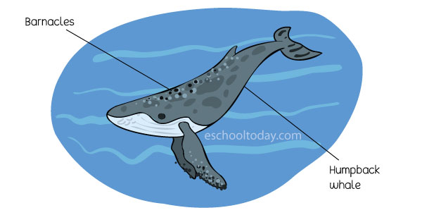 <p>Commensalism</p>