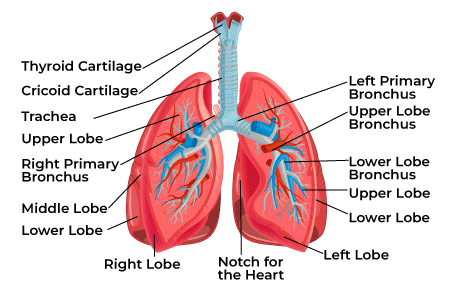 <ul><li><p>area between lungs</p></li><li><p>contains the heart, trachea, esophagus, blood vessels</p></li></ul>