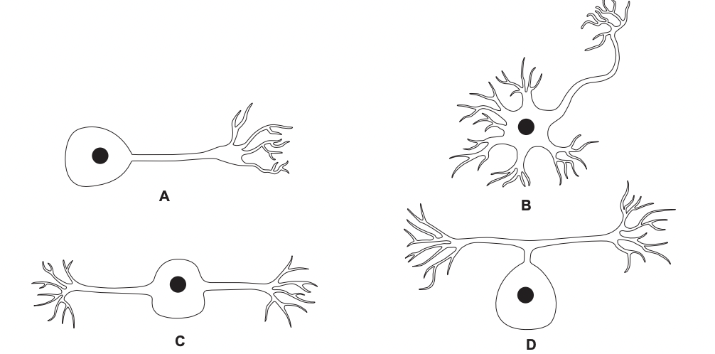 Which shows a sensory neurone