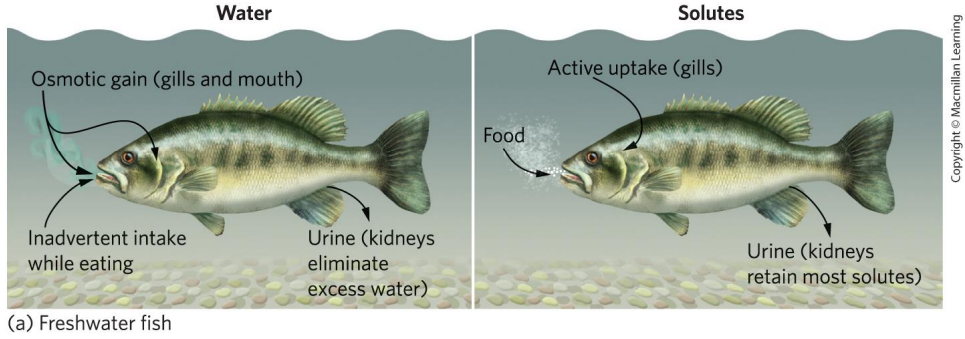<p>Explain osmoregulation in freshwater fish</p>