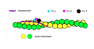 <p>a protein that is part of the cellular cytoskeleton, uses ATP to promote internal movement of cell organelles and in some cases, movement of the entire cell</p>