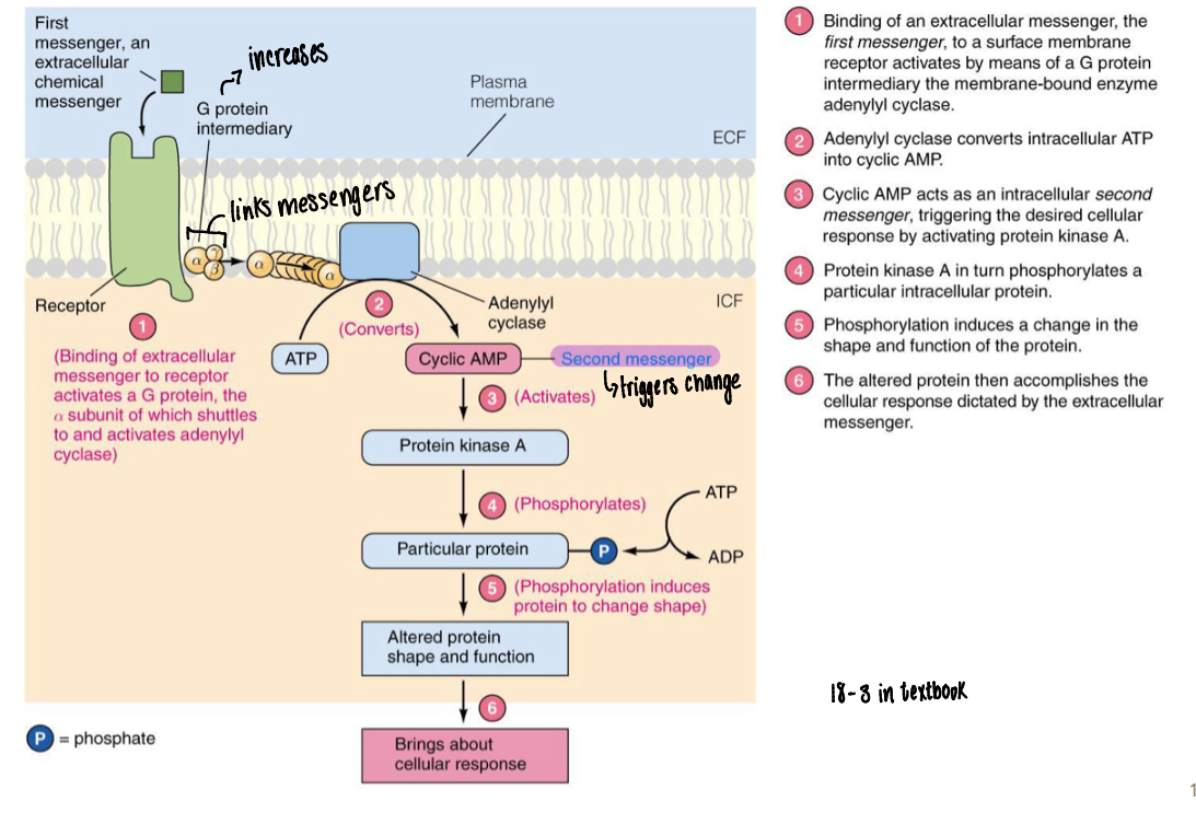 <p>While the hormones acts as the first messenger. Second messengers are needed to actually cause cell change </p>