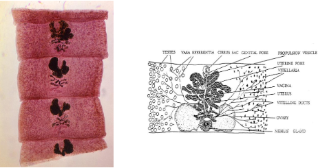 <p>What is the genus, species, and segment of this parasite?</p>