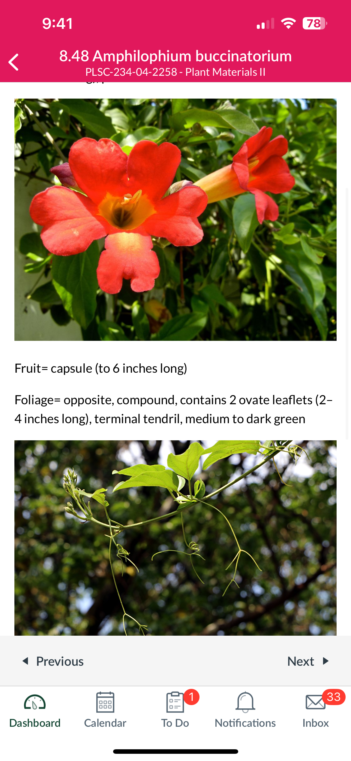 <p>Amphilophium buccinatorium</p>