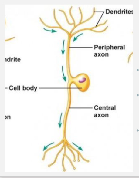 <p>do not have separate dendrites and an axonal process, but rather one<br>branched process that serves both functions</p><p><span>Dorsal root ganglia contain cell bodies of sensory neurons (located in DR ganglion near but outside spinal cord)</span></p><p><span>Types: Sensory neurons with cell bodies in spinal and cranial nerve ganglia</span></p><p><span>Examples: dorsal root ganglia and cranial nerve ganglia</span></p>