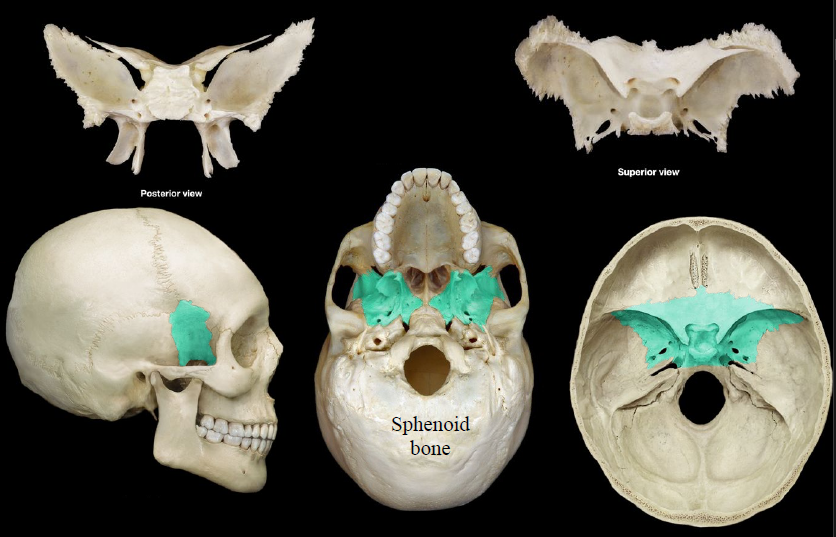 <p>butterfly-shaped bone at the base of the skull</p>