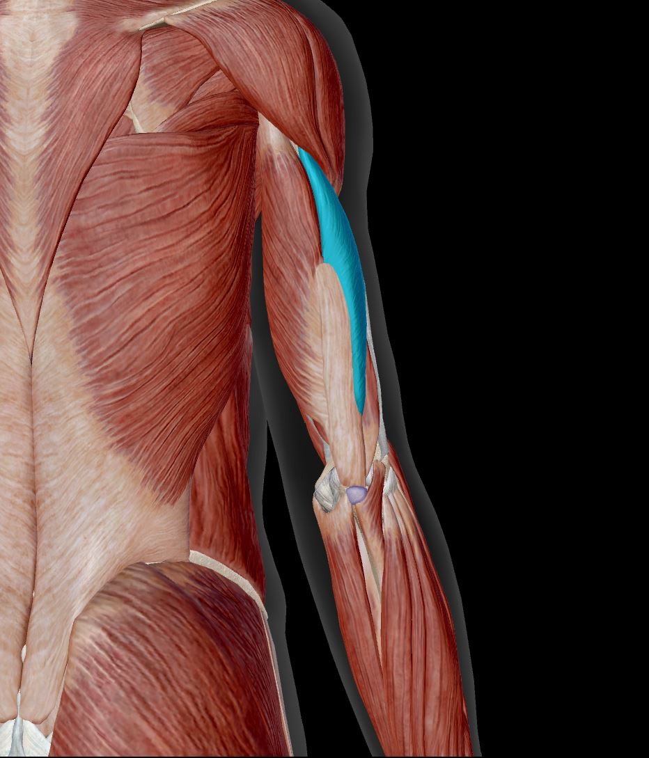 <p>Label the muscle</p>