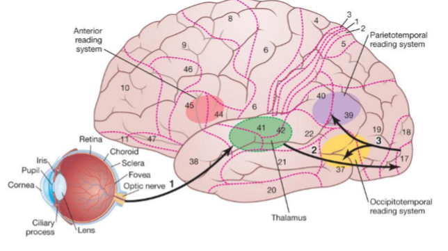 <ol><li><p>Visual information is projected to the thalamus (green in picture, under BA 41/42) via the optic tracts </p></li><li><p>Thalamus projects to the occipital lobe’s visual areas (BA 17– 19) for visual processing via the optic radiations (geniculocalcarine tract) </p></li><li><p>The visual areas project a dorsal stream of vision (i.e., the “where” of vision) and a ventral stream of vision (i.e., the “what” of vision). When reading, the anterior, parietotemporal, and occipitotemporal reading systems activate</p></li></ol><p></p>