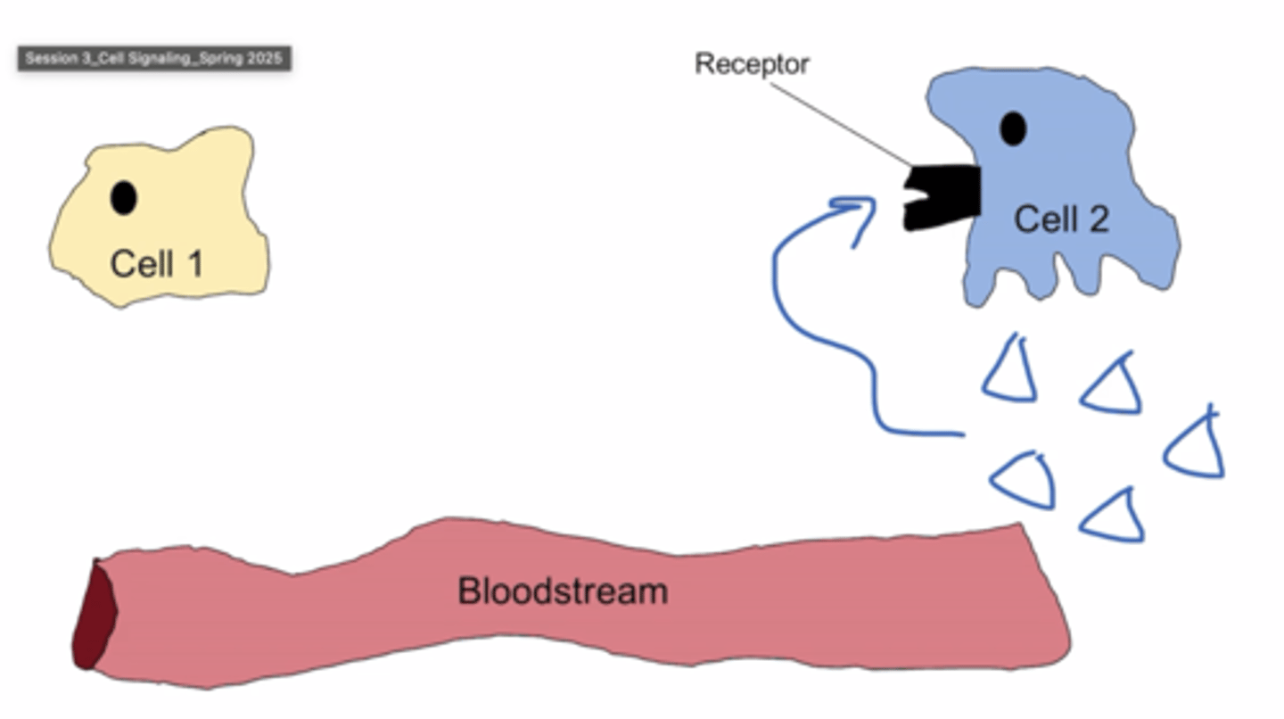 <p>the target cell is also the secreting cell</p>