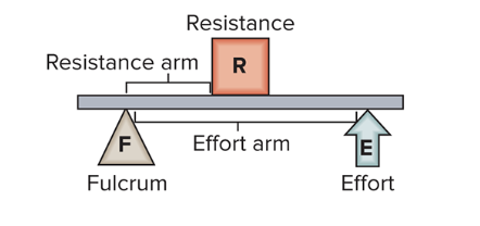 <p>second class lever</p>