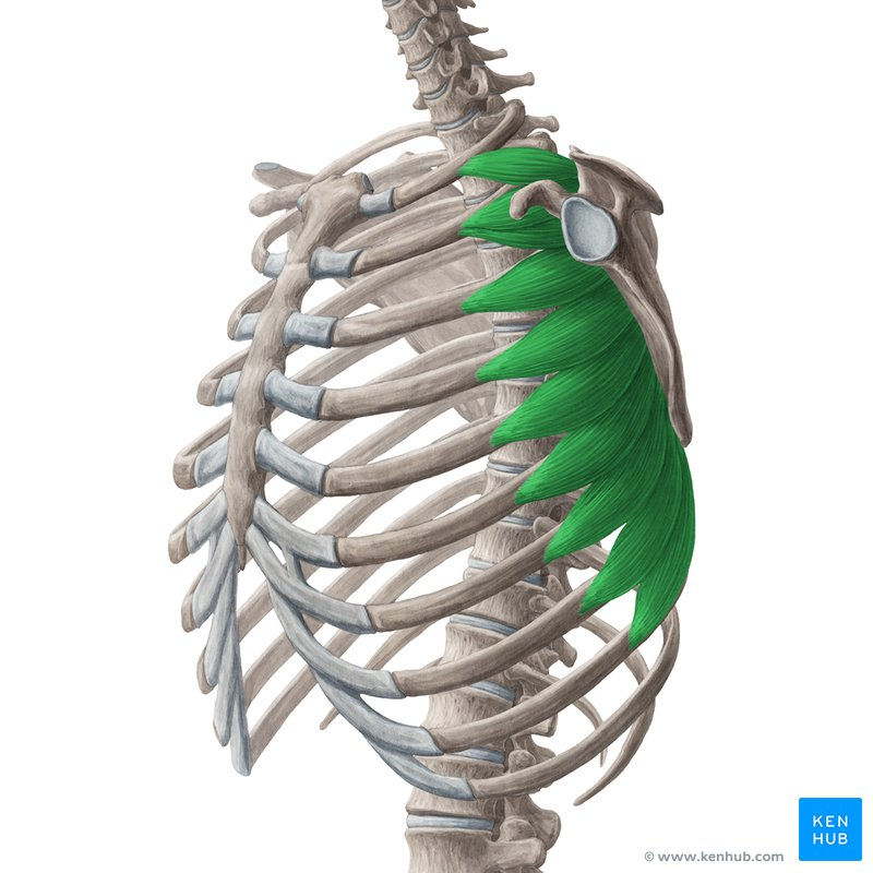 <p><strong>rotates and protracts</strong> scapula; elevates ribs</p>