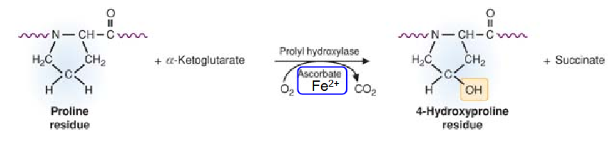 <ul><li><p>stabilized by hydrogen bonds and hydroxyproline.</p></li><li><p>produced by prolyl hydroxylase.</p><ul><li><p>requires Fe2+ and vitamin C (ascorbate) as cofactors.</p></li></ul></li></ul><p></p>