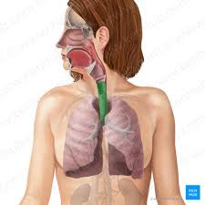 <p>trachea </p>