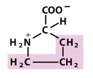 <p>Which amino acid is this (from slides)?</p>