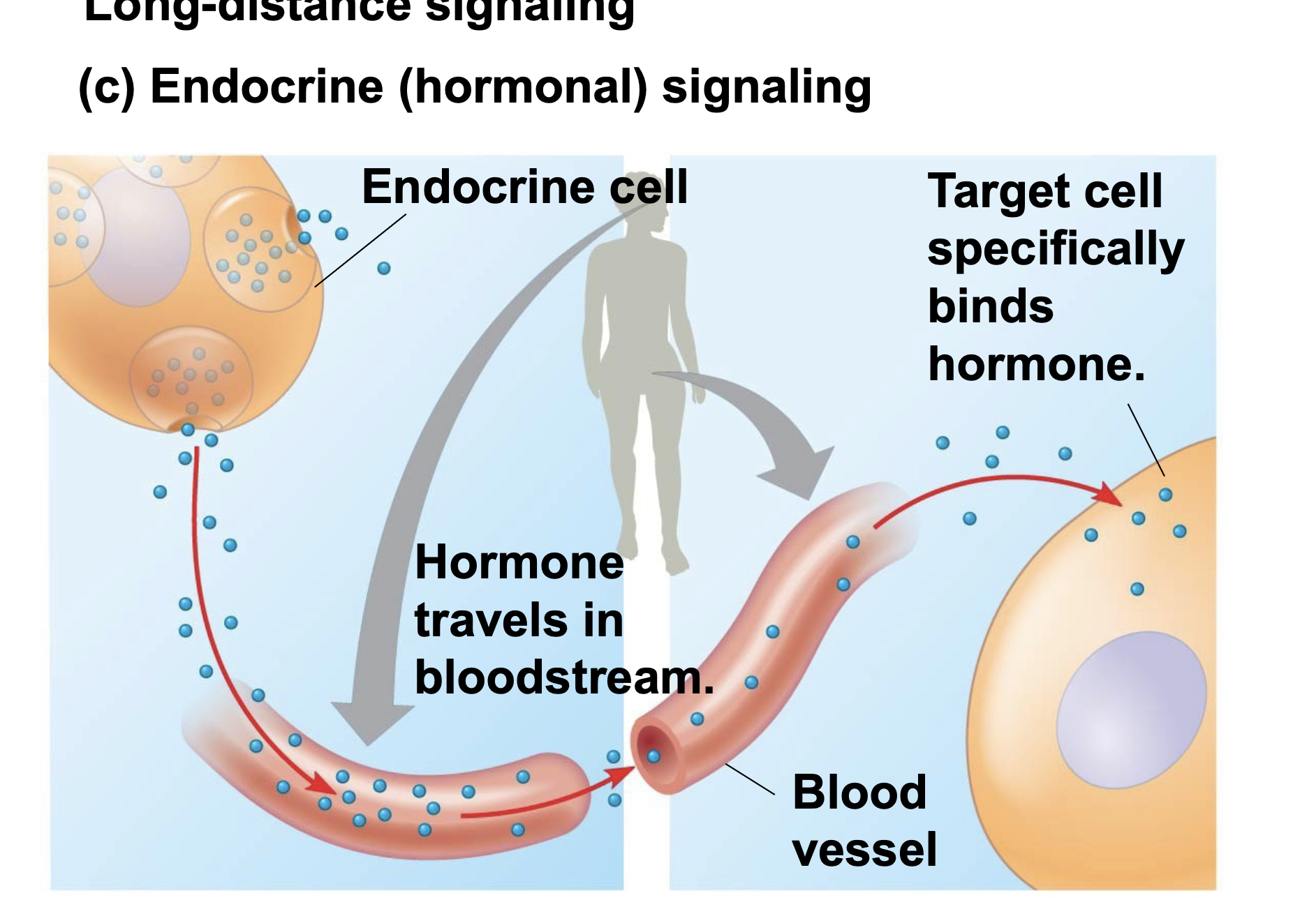 .In long-distance signaling, plants and animals use \n chemicals called hormones \n .Hormonal signaling is called endocrine signaling; specialized cells release hormones, which travel to target cells via the circulatory system \n .The ability of a cell to respond to a signal depends on whether or not it has a receptor specific to that signal