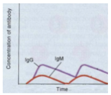 <p>9. A patient is infected with Pasteurella multocida from a dog bite.</p><p class="p1">Two weeks later, the same patient is bitten and infected with P .</p><p class="p1">multocida again. The antibody titers were determined after the two</p><p class="p1">bites, and found to be as shown. What best explains this result?</p><p class="p1">A. This patient cannot develop memory B cells.</p><p class="p1">B. This patient has no T<span>H </span>cells.</p><p class="p1">C. The bacteria have not been engulfed by phagocytes.</p><p class="p1">D. T<span>C </span>cells have failed to completely clear the first infection.</p><p class="p1">E. This is the typical result. No special explanation is needed.</p>