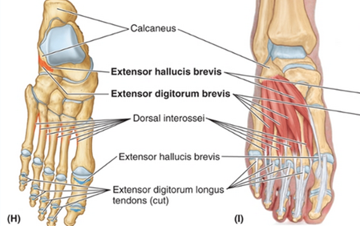 <p>Extend big toe at PIP</p><p></p><p>Origin:</p><ul><li><p>Calcaneus - Floor of sinus tarsi</p></li></ul><p>Insertion:</p><ul><li><p>extensor hoods of toes 2-4</p></li></ul><p>Nerve Supply:</p><ul><li><p>Deep peroneal nerve</p></li></ul><p>Function:</p><ul><li><p>Extension of toes 2-4</p></li></ul><p></p>