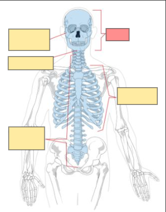 <p>hint: axial skeleton</p>