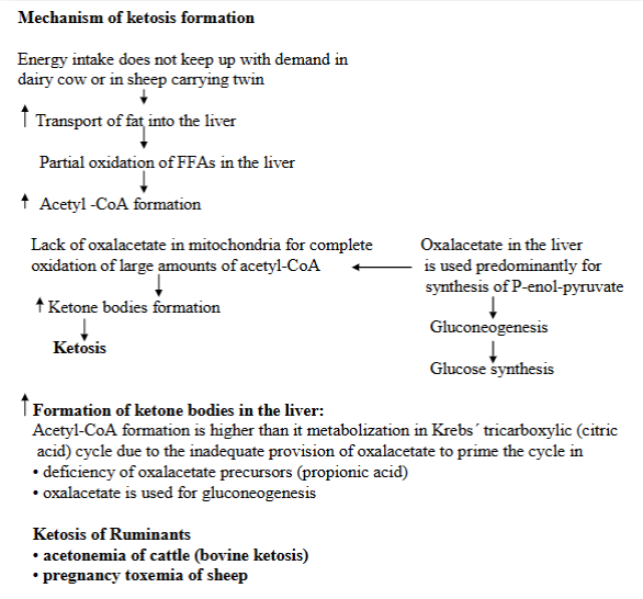 <p><em>Ketosis is defined as the increased concentration of ketone bodies in the blood, urine, milk + expired breath. </em></p><ol><li><p><strong>Carbohydrate or their precursors deficiency or loss, hypoglycemia:</strong></p><ul><li><p>Deficiency or loss of carbs or their precursors, where the body cannot produce enough glucose for energy → low blood sugar (hypoglycemia) → triggers breakdown of fats → alternative way of energy.</p></li><li><p>liver then produce ketone bodies from these fats → ketosis.</p></li><li><p>case: high-fat, low carb diet, starvation, insulin hypoglycemia, glycogen storage disease, cobalt deficiency → vit. B12 deficiency.</p></li></ul></li><li><p><strong>Increased metabolic requirements: </strong></p><ul><li><p>During periods of increased metabolic demands, where body needs more energy → body starts to break down fats → ketosis. </p></li><li><p>case: pregnancy, lactation, rapid growth (fetus), wound healing, fever.</p></li></ul></li><li><p><strong>Metabolic blocks: </strong></p><ul><li><p>refers to conditions that disrupt the normal metabolism of carbohydrates. If there is an issue with glucose usage or a block in the glycolytic pathway → glucose cannot be used properly. Body will thus compensate by increasing fat metabolism → ketone body production, ketosis.</p></li><li><p>case: diabetes mellitus, various drugs</p></li></ul></li></ol><p></p>