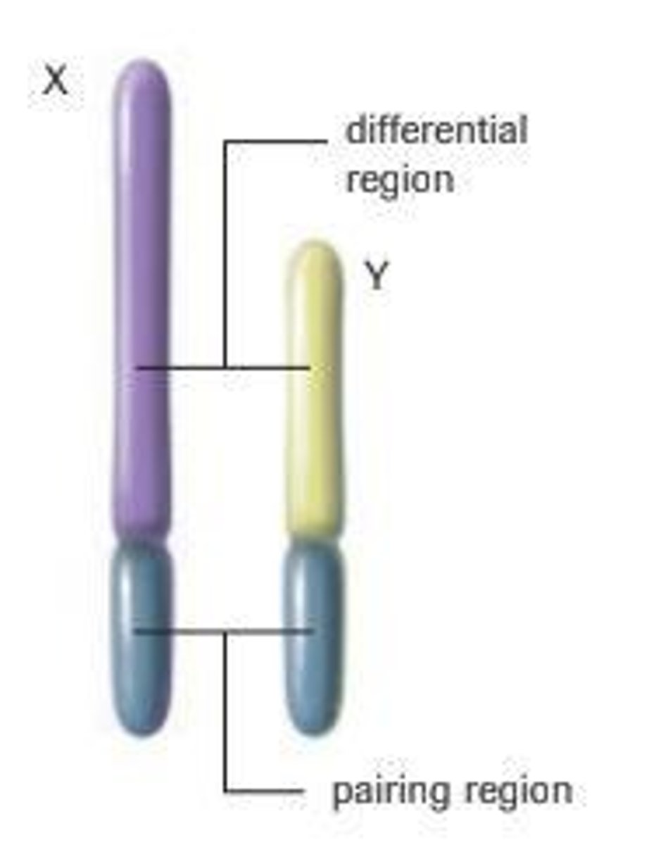 <p>There are two chromosomes involved in the determination of sex of most animals.</p>