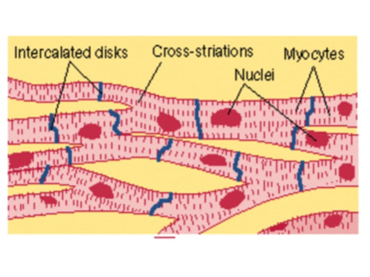 <p>heart muscle cells</p>