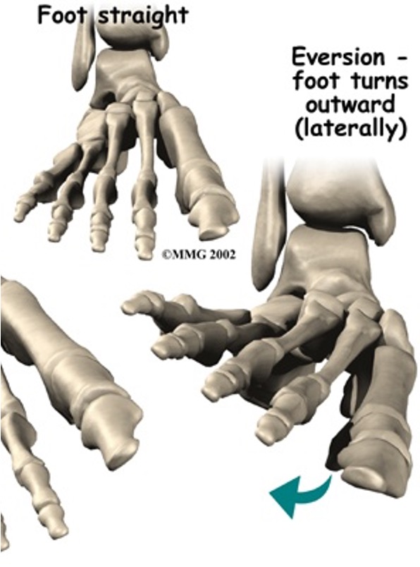 <p>peroneus longus</p><p>peroneus brevis</p>