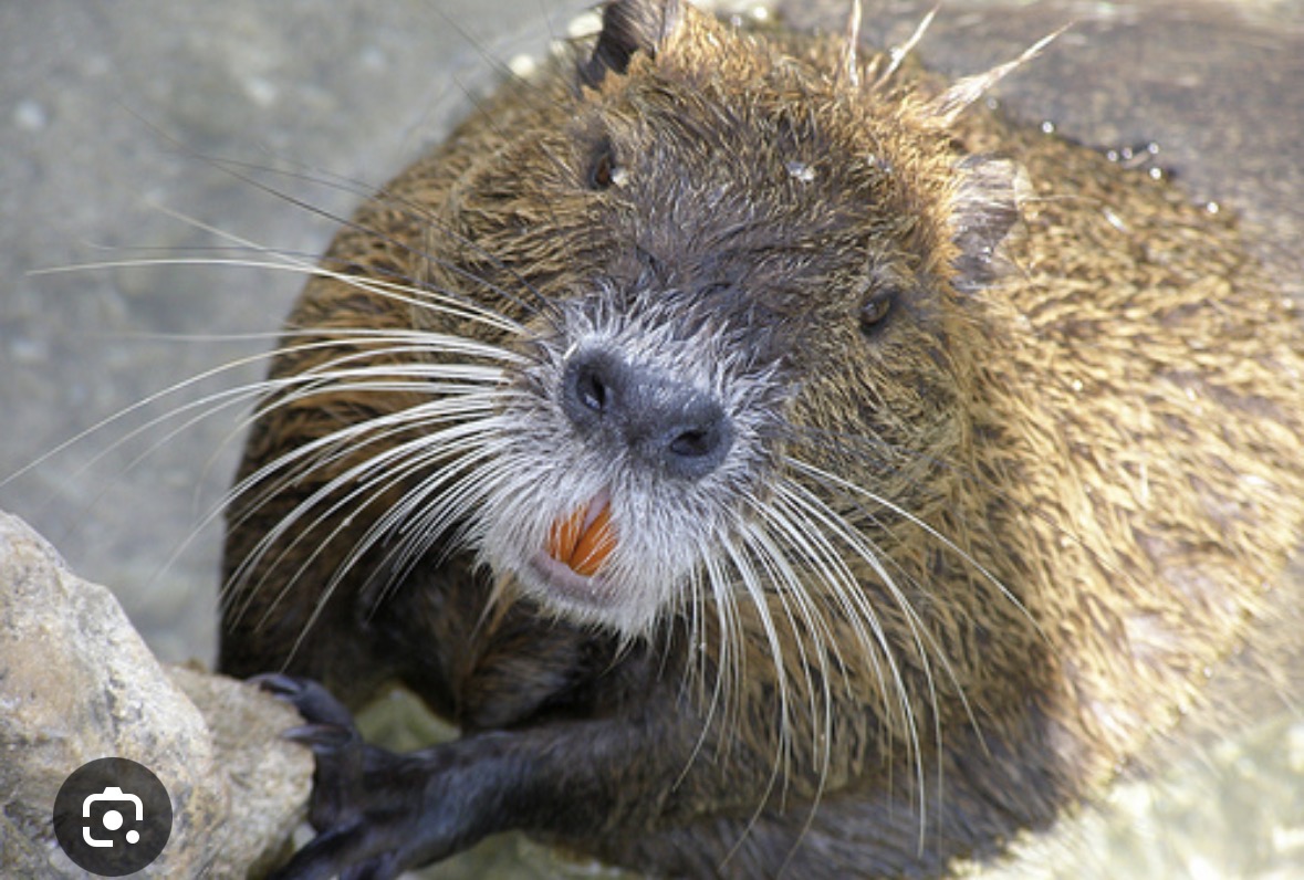 <p>coypu</p>