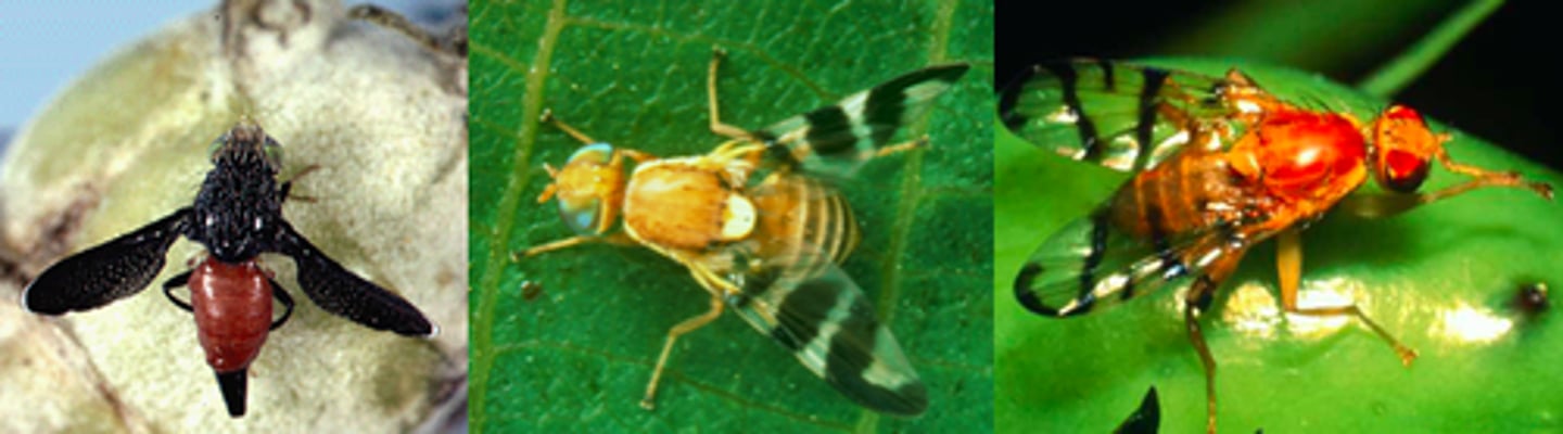 <p>elaborate colorful patterns, aka peacock flies (bc rhythmically wave their wings up and down when walking, have ocecci and cellar bristles, wings yellow brown black markings, mono/polyphagous, batesian mimicry (wasps and jumping spiders), feed on pollen. nectar. rotting plant debris. honeydew, pests and bio control</p>