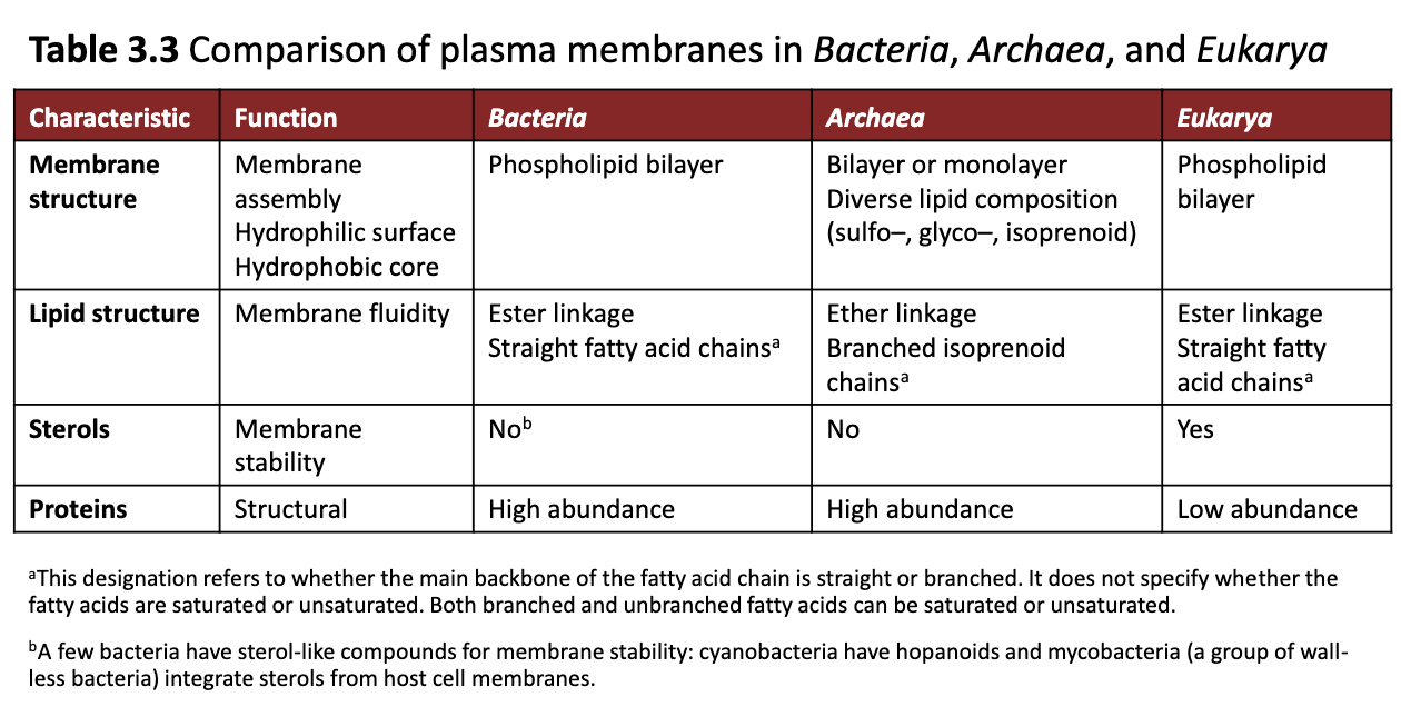 <ul><li><p>Membrane structure is similar for all (hydrophilic surface, hydrophobic core)</p><ul><li><p>Difference: Phospholipid bilayer is similar for both Bacteria and Eukarya, compared to Archaea</p></li></ul></li><li><p>Don’t focus too much on lipid structure and sterols</p></li></ul><p></p>