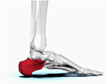 <p><span>quel est cette partie? tarse</span></p>