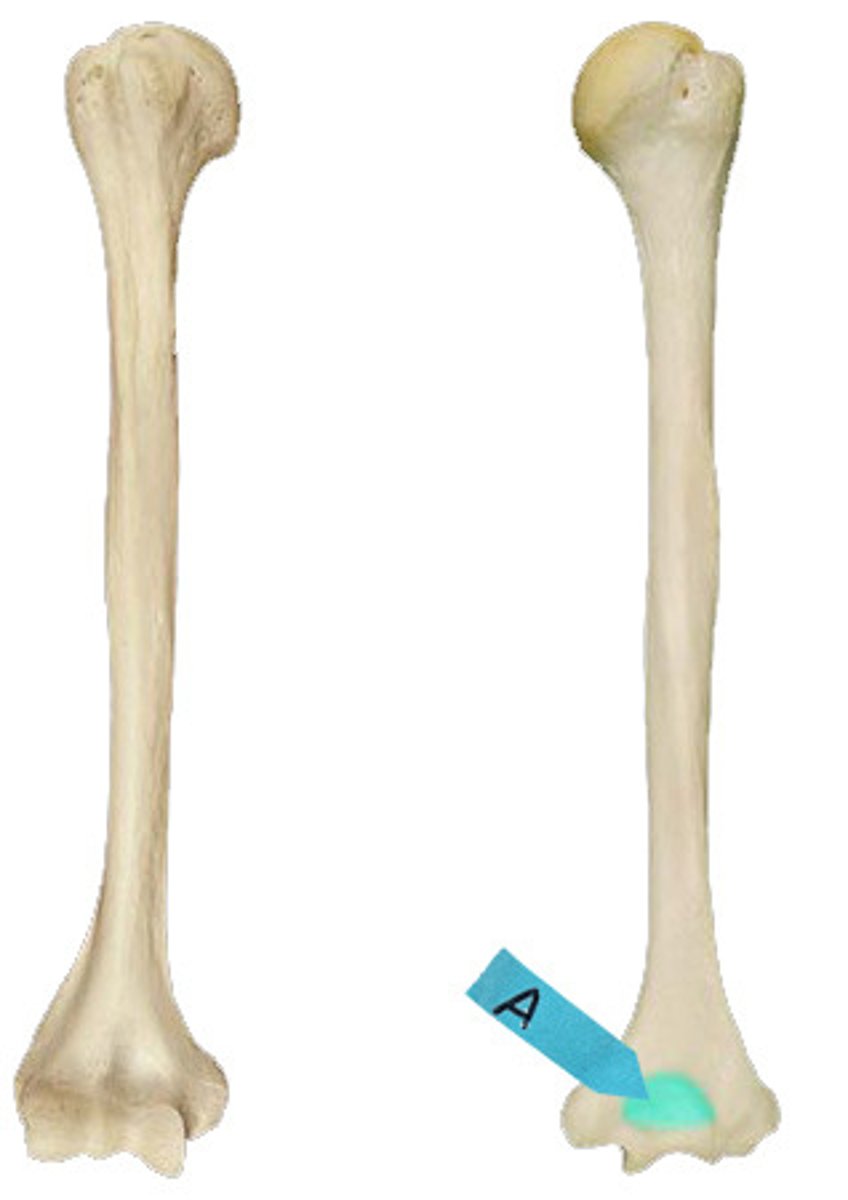 <p>Identify this bone marking (deeper depression at the blue arrow).</p>