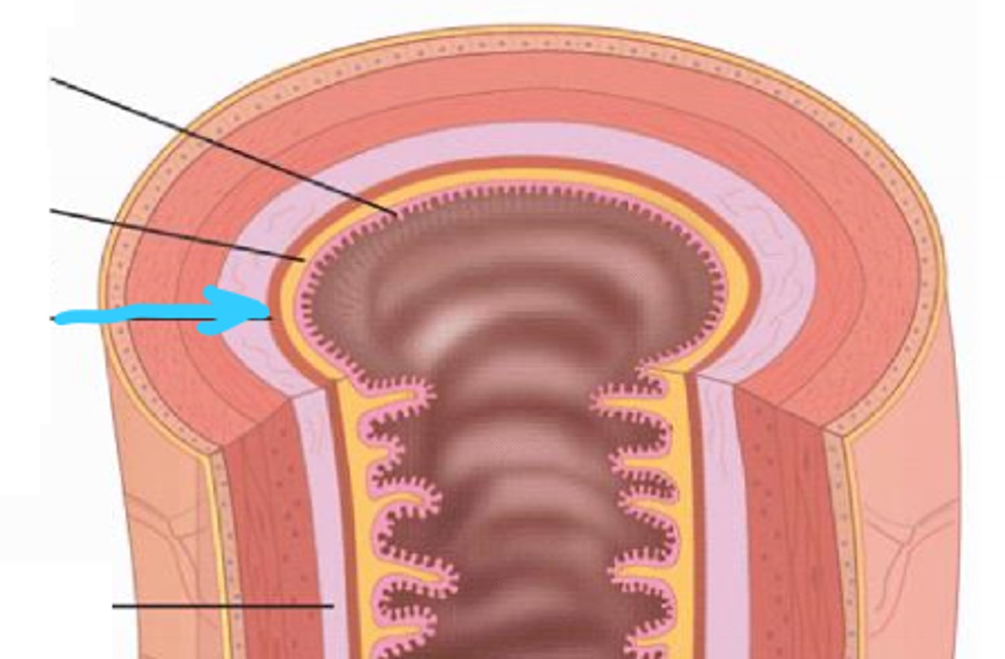 <p>part of the mucosa that is composed of a thin layer of smooth muscle in the GI tract</p>