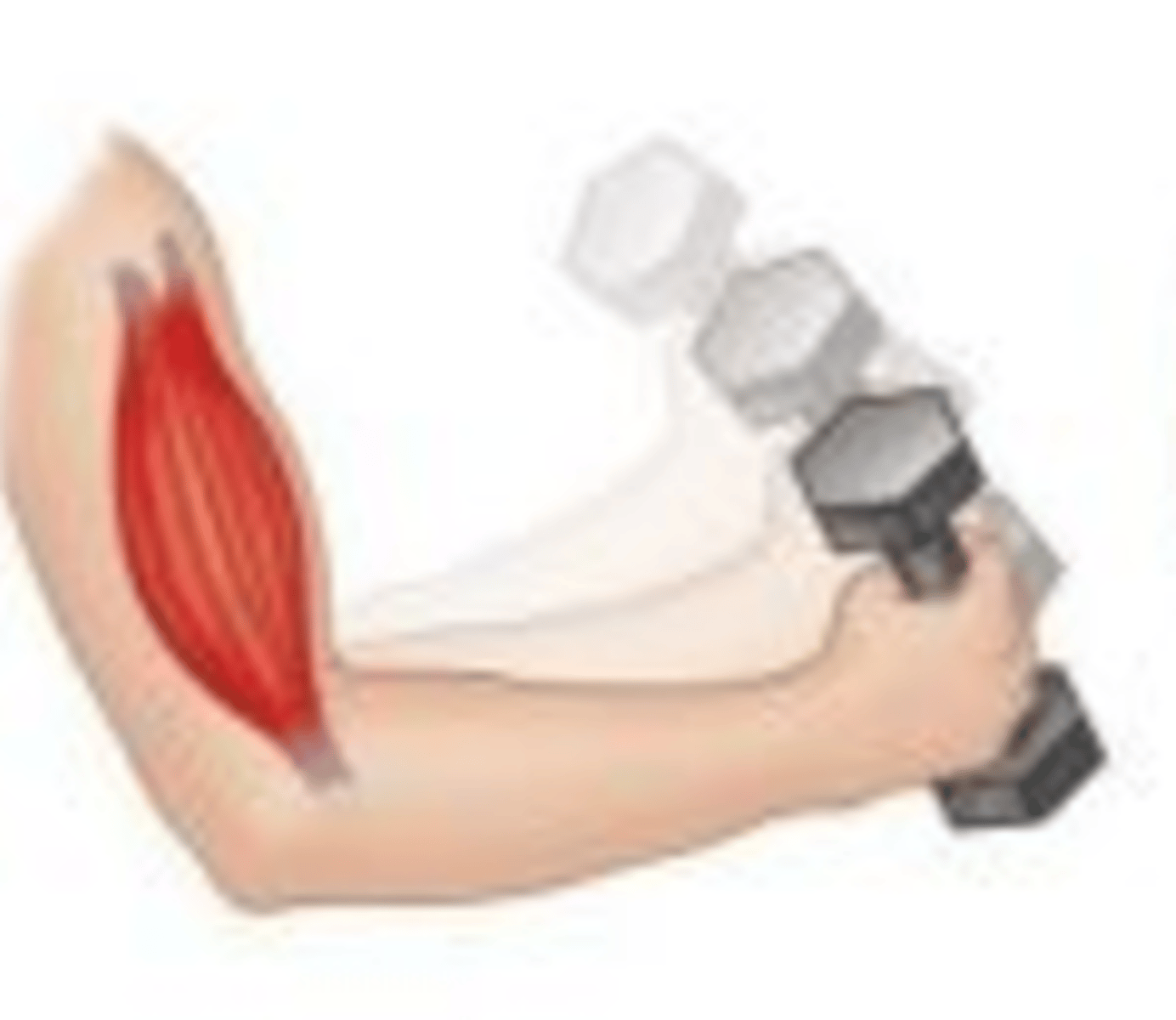 <p>Myofilaments are able to slide past each other during contraction and the muscle shortens</p>