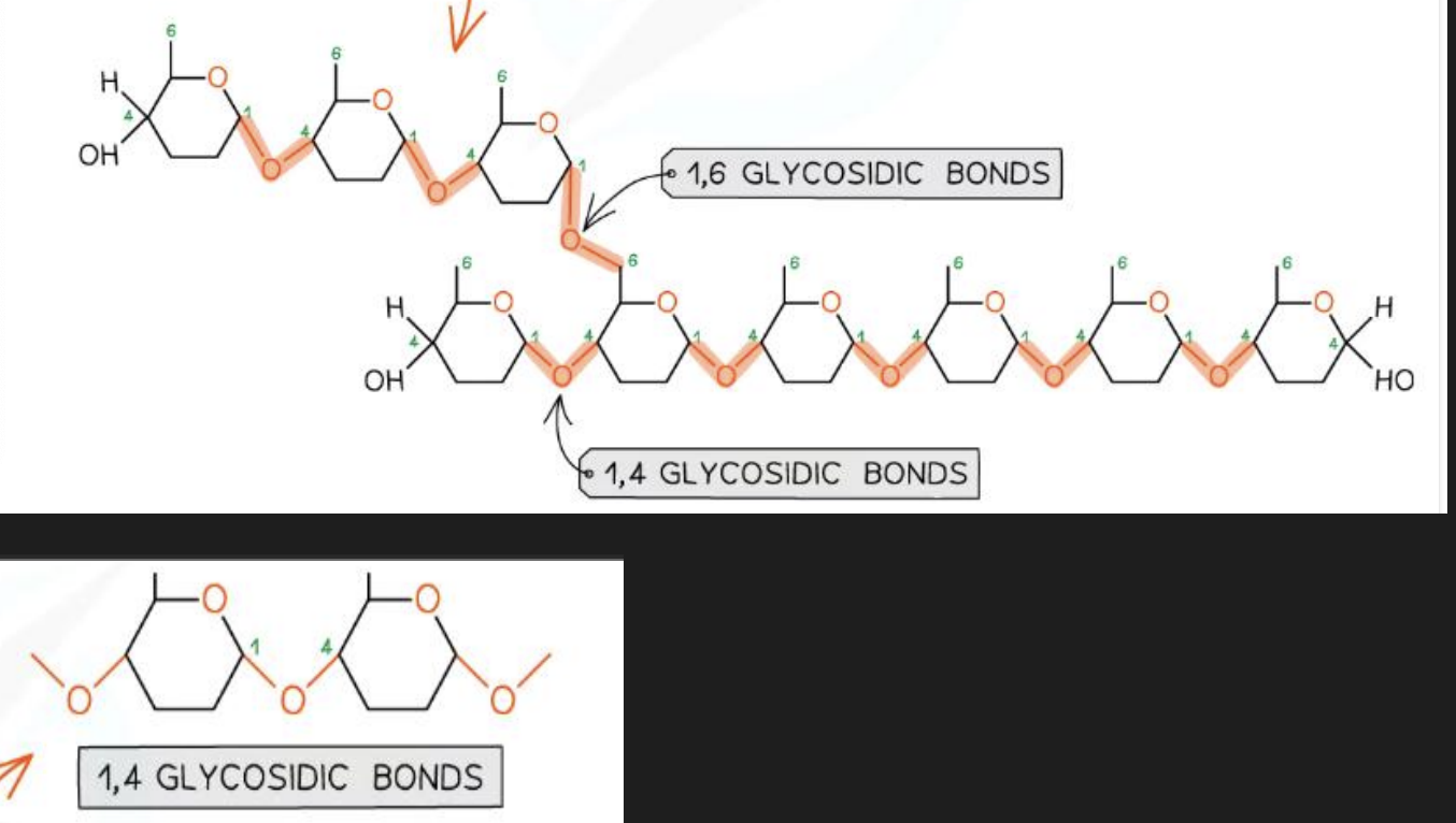 <ul><li><p>1-4 glycosidic bonds in amylose</p></li><li><p>1-4 <u>and</u> 1- 6 glycosidic bonds in amylopectin </p></li></ul><p></p>