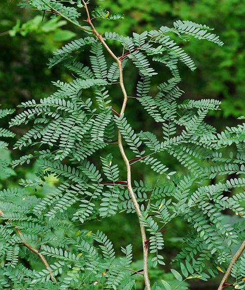 <ul><li><p>native, OBL</p></li><li><p>pinnately compound leaves</p></li><li><p>large thorns</p></li></ul>