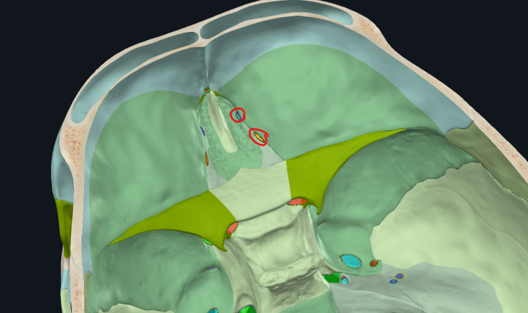 <p>Anterior y posterior</p>