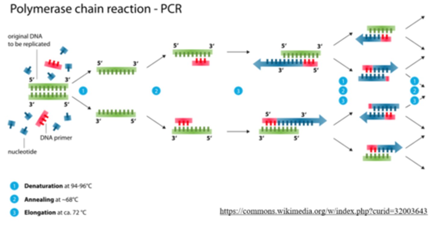 <p>denaturation; primer annealing; elongation</p>