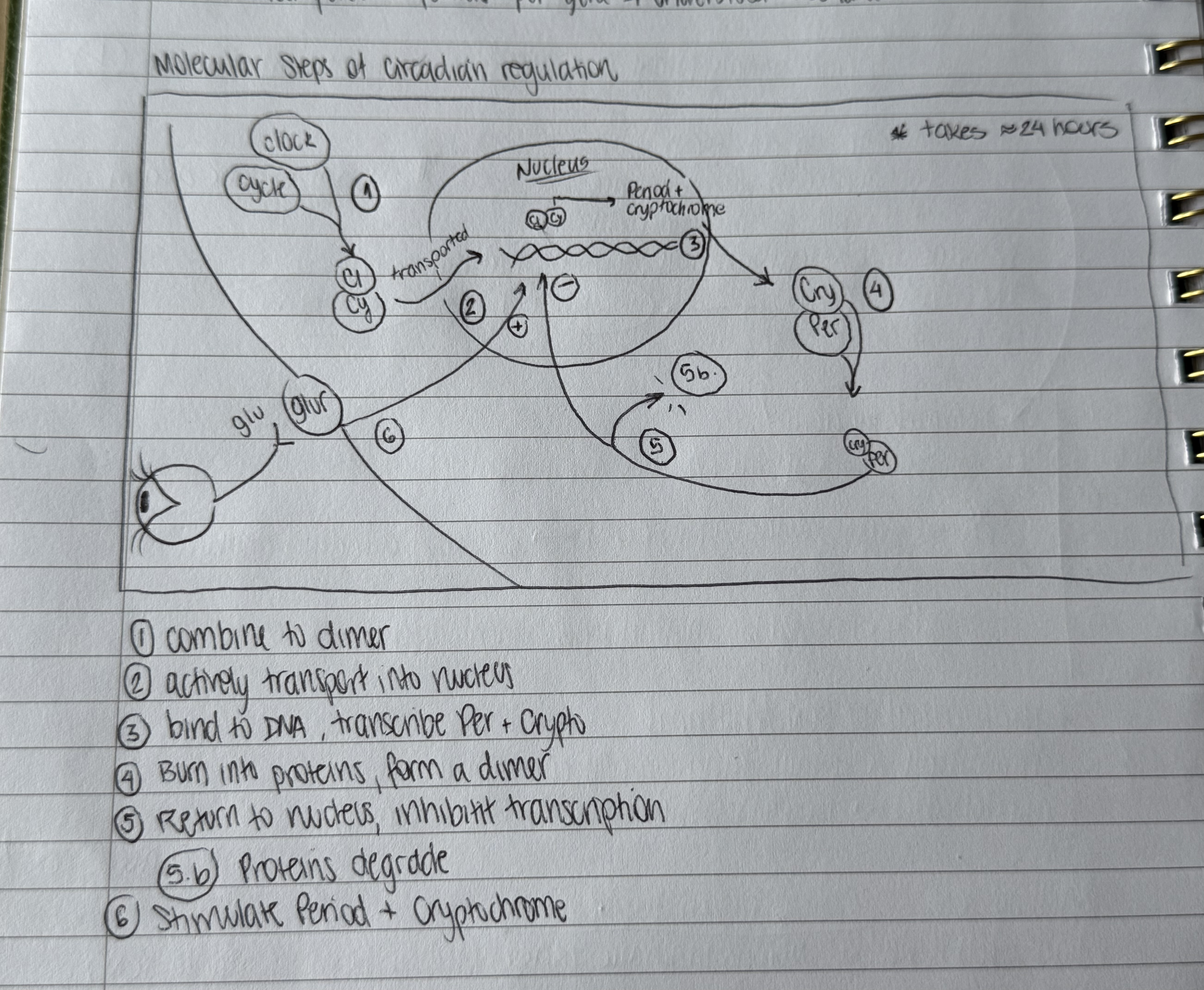 knowt flashcard image