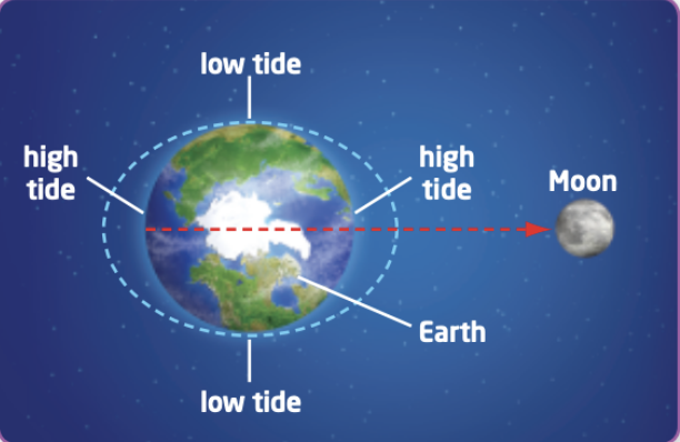 <p><span style="font-family: &quot;Proxima Nova&quot;, sans-serif">The gravitational force between the Earth and Moon creates the tides.&nbsp;</span></p><p><span style="font-family: &quot;Proxima Nova&quot;, sans-serif">The tides are a bulging of our oceans.&nbsp; The solid portions of Earth don’t bulge because they are solid vs fluid.</span></p><p><span style="font-family: &quot;Proxima Nova&quot;, sans-serif">As the Earth rotates on its axis, it moves this “bulged” water.</span></p><p><span style="font-family: &quot;Proxima Nova&quot;, sans-serif">When a specific location on Earth is in the middle of the bulge that is high tide, when it is 90</span><span><sup>o</sup></span><span style="font-family: &quot;Proxima Nova&quot;, sans-serif"> from this bulge that is low tide.</span></p>