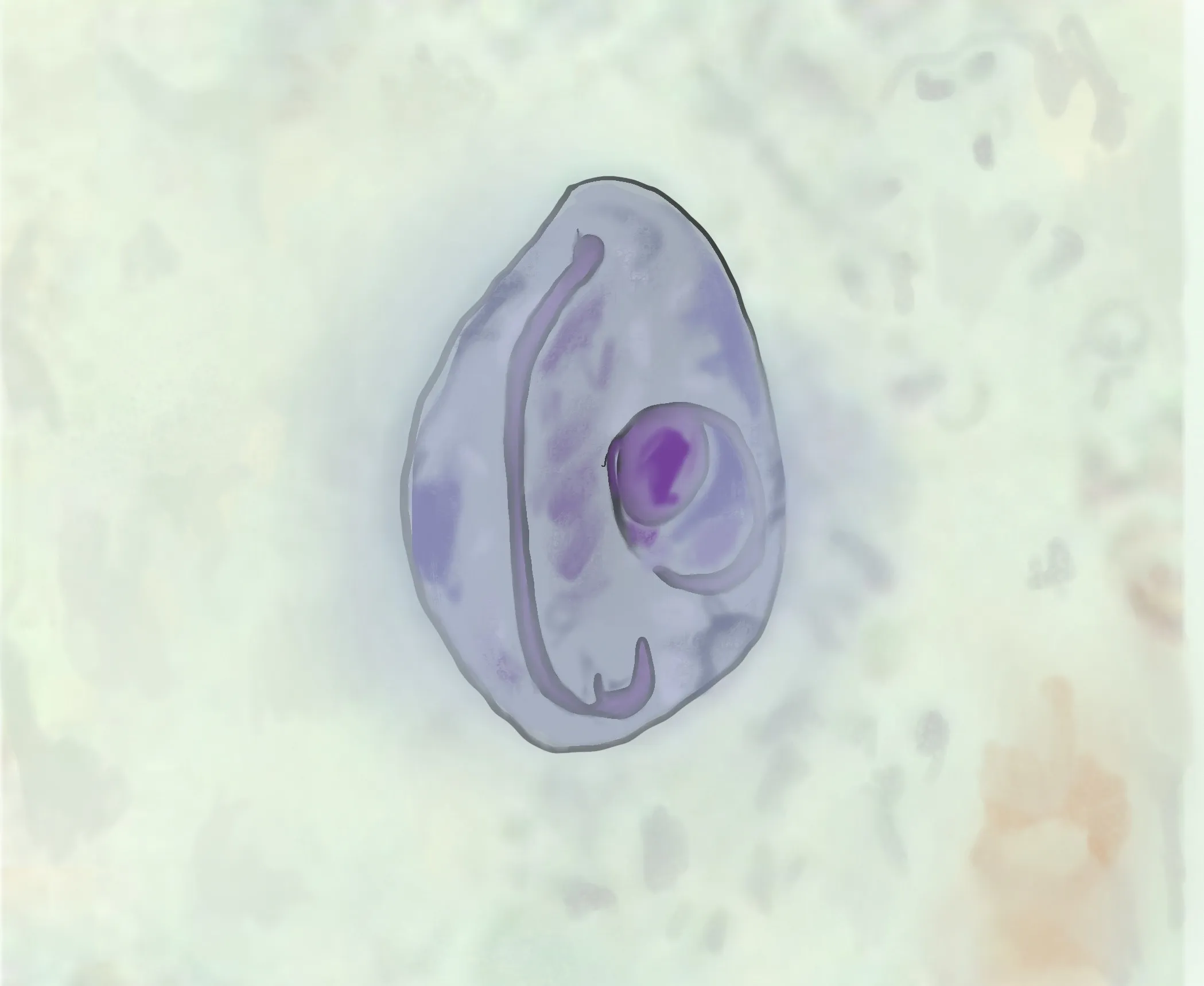 term image