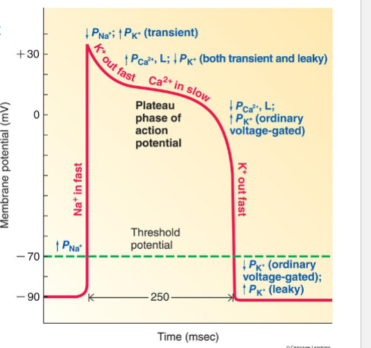 <p>Has resting membrane potential of -90 to match K. Threshold potential at -70</p>