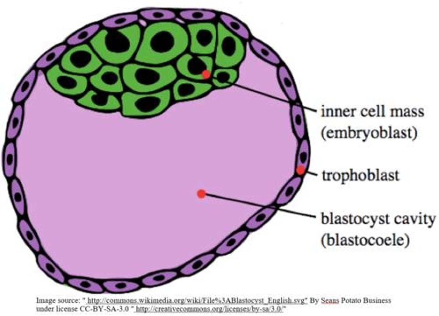 <p>Two structures that result from further divisions and differentiation of the blastula.</p>