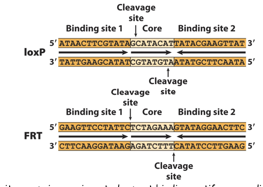 <p>Each site comprises an_________repeat binding motif surrounding a core. Recombination occurs between a pair of sites with matching_______</p>