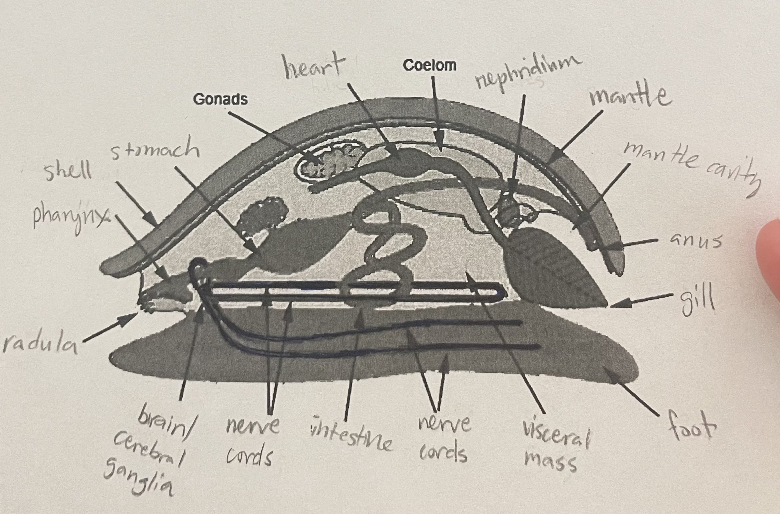 knowt flashcard image