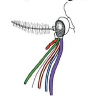 <p>Name this type of mouthparts and give and example</p>