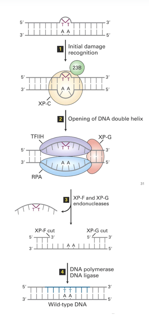 <p>(1) initial damage recognition</p><ul><li><p>A complex formed by proteins <strong>23B</strong> and <strong>XP-C</strong> do the initial recognition of the DNA lesions</p></li></ul><p>(2) opening of the DNA double helix</p><ul><li><p>The complex of 23B and XP-C recruits the transcription factor <strong>TFIIH</strong></p><ul><li><p>TFIIH catalyzes the unwinding of the DNA region around the lesion</p><ul><li><p>This recruits <strong>RPA</strong> and <strong>XP-G</strong> (which also have unwinding activity)</p><ul><li><p><em>(nb. these are also used in DNA replication — pattern that proteins being used for replication also used for repair )</em></p></li></ul></li></ul></li></ul></li></ul><p>(3) XP-F and XP-G endonucleases</p><ul><li><p><strong>XP-F</strong> recruited</p></li><li><p>both <strong>XP-F</strong> and <strong>XP-G </strong>have endonuclease activities (aka they cut DNA)</p><ul><li><p>generate cuts 24-32bp apart — a bigger gap is generated</p><ul><li><p>releasing fragment carrying the lesion which will be degraded</p></li></ul></li></ul></li></ul><p>(4) DNA polymerase &amp; DNA ligase</p><ul><li><p>the ssDNA gap generated is filled by <strong>DNA polymerase</strong> (probably Pol delta)</p></li><li><p>then joined to generate continuous strand by <strong>DNA ligase</strong></p></li></ul><p></p><p>nb. this system relies on double stranded DNA</p>